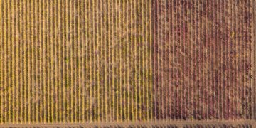 Análise Comparativa: Desempenho das Commodities Brasileiras no Mercado Global - Cover Image