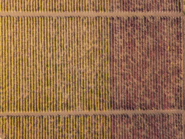 Análise Comparativa: Desempenho das Commodities Brasileiras no Mercado Global