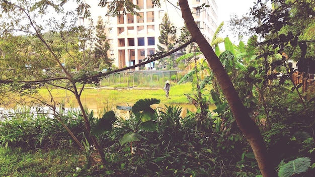A photograph of a community gardening project in an urban area of Brazil, showcasing the greenery and the environmental and health benefits of green spaces in combating air pollution.