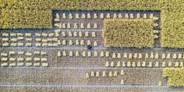 Agronegócio em Alta: Como Sustentar Recordes de Produção no Brasil - Cover Image