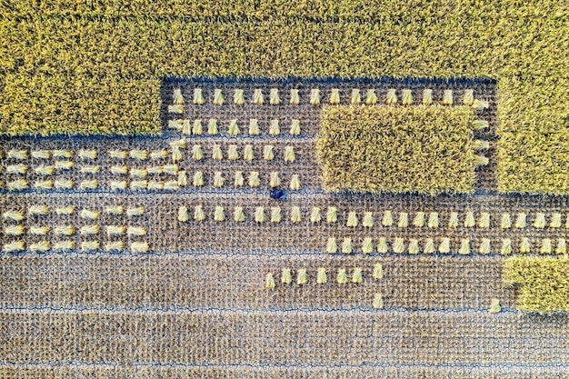 Agronegócio em Alta: Como Sustentar Recordes de Produção no Brasil