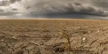 Stressed crops in a field under a dramatic sky, symbolizing climate change impact on agriculture.